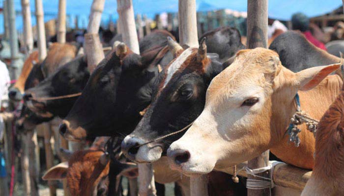 Adhaar for cattles