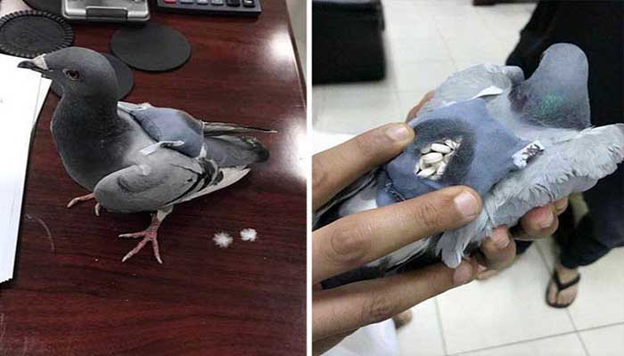 Pigeon-smuggle-drugs