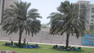 workers resting under palm trees in Dubai