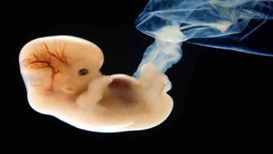 human-embryo-research-