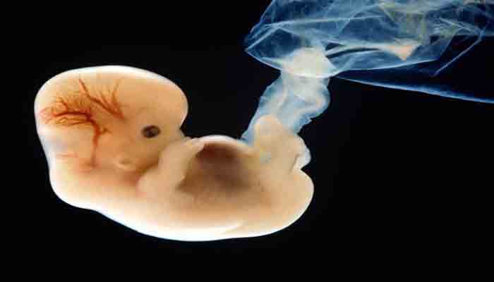 human-embryo-research-