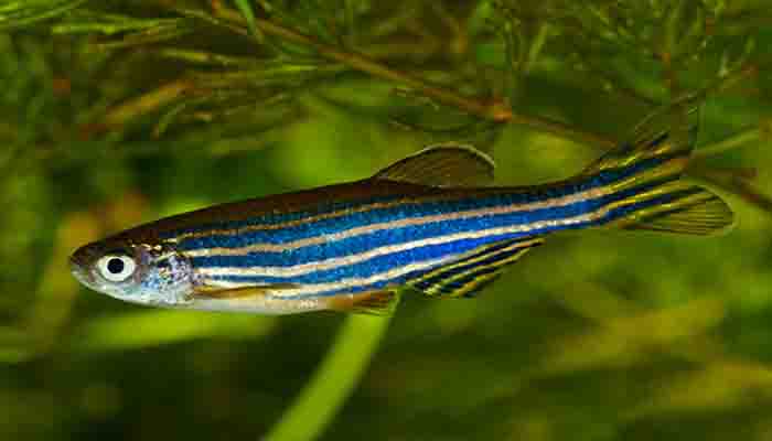 zebra fish