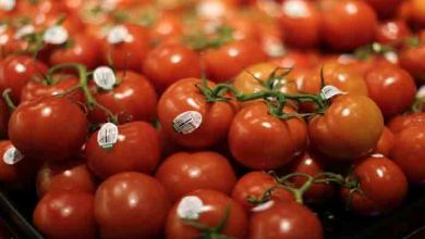 tomato prices up