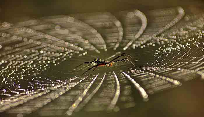 New Artificial Spider Silk: Stronger Than Steel and 98 Percent Water, Innovation