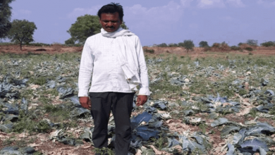 farmer destroys crops