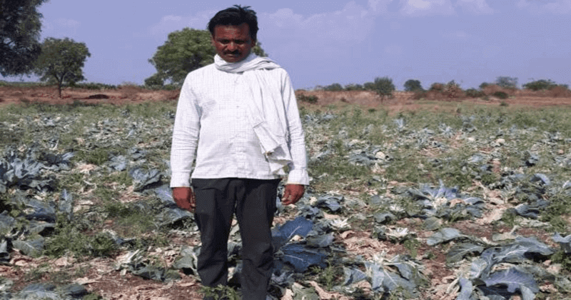 farmer destroys crops