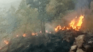 Wildfire in Tamil Nadu forest