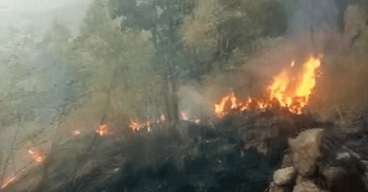 Wildfire in Tamil Nadu forest