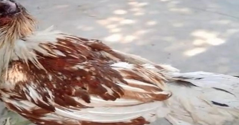 chicken survives without head