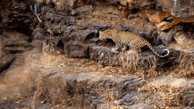 Ranthambore National park