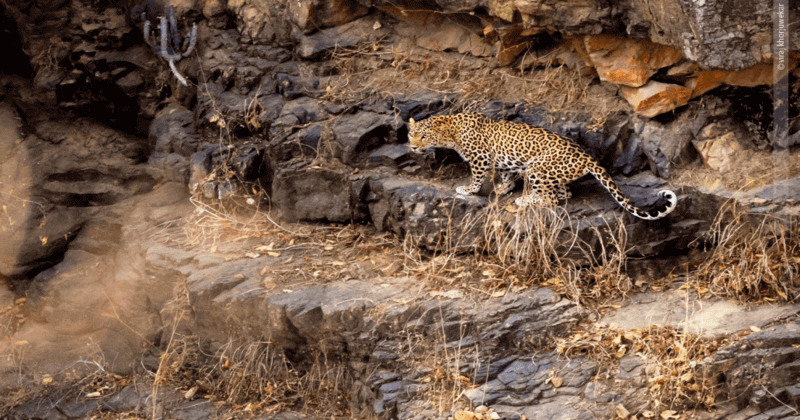 Ranthambore National park