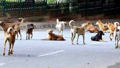 this-youngster-had-to-pay-his-life-for-throwing-stones-at-stray-dogs