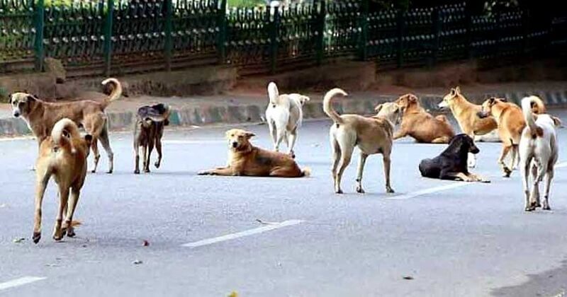 this-youngster-had-to-pay-his-life-for-throwing-stones-at-stray-dogs