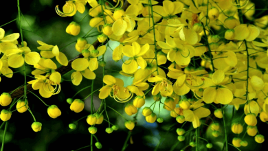 Golden Shower Tree or Konna