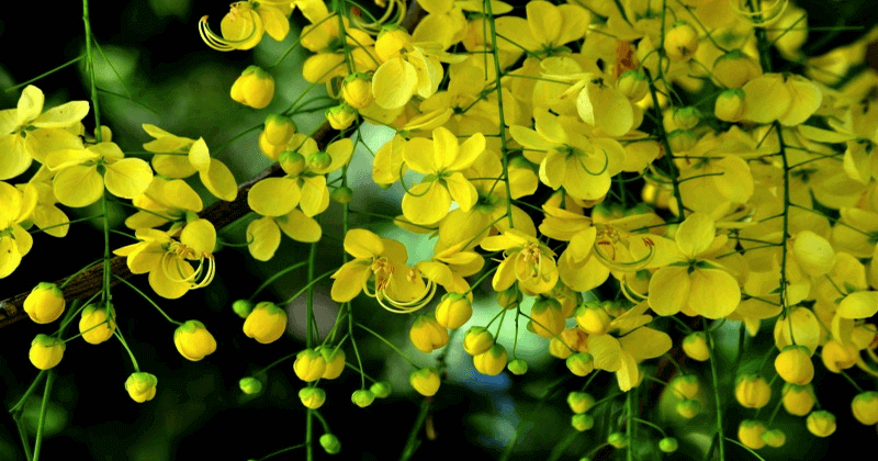 Golden Shower Tree or Konna