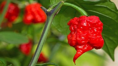 carolina reapper chilli