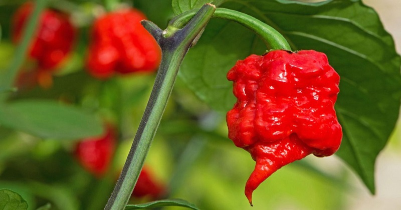 carolina reapper chilli