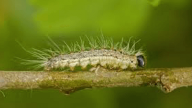 caterpillar