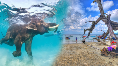 elephant beach