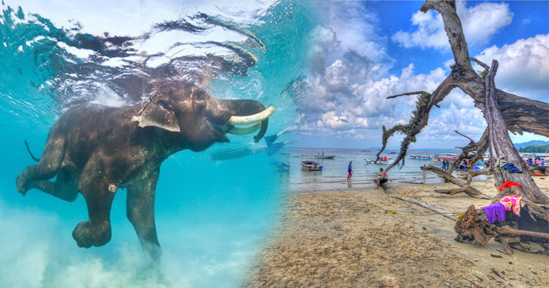 elephant beach