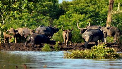 kaaziranga national park