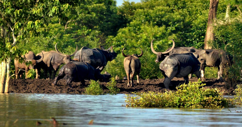 kaaziranga national park