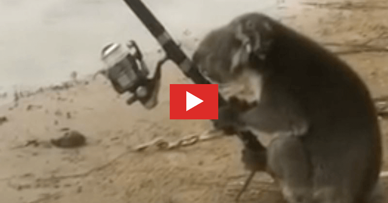 Koala Fishing