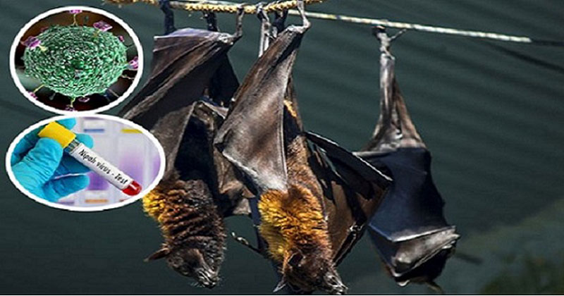 Nipah-Virus-kills-two-more