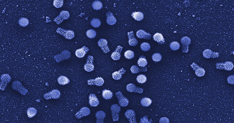 Virus