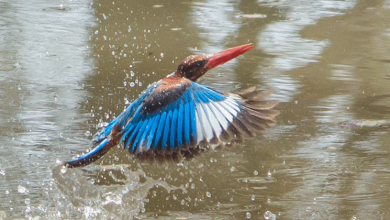 Nagzira wildlife sanctuary