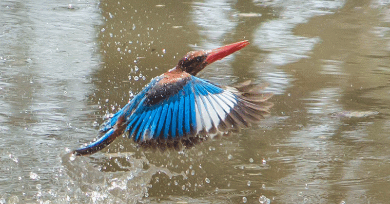 Nagzira wildlife sanctuary