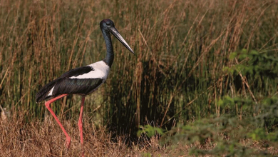 migratory birds