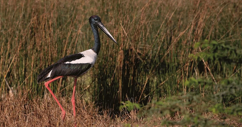 migratory birds