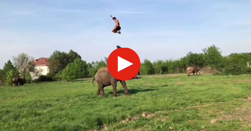 somersault-on-elephant-baahubali