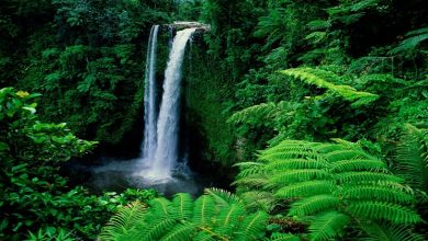 tincha water falls