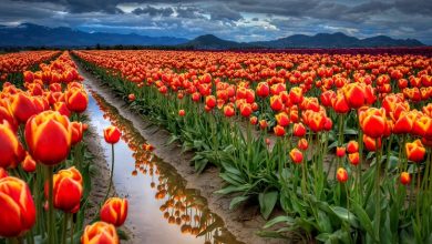 indira gandhi memorial tulip garden