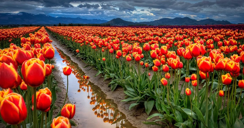 indira gandhi memorial tulip garden