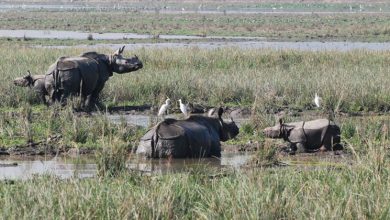 Pobitora-Wildlife-Sanctuary-in-Assam