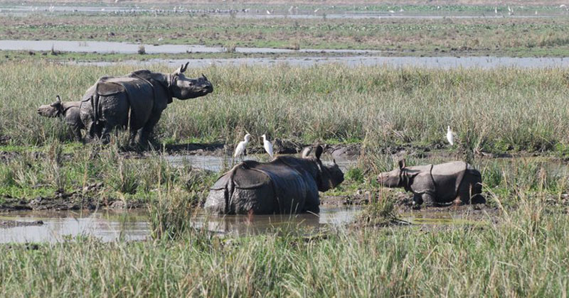 Pobitora-Wildlife-Sanctuary-in-Assam