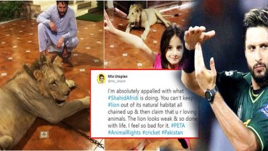 These-Are--Cricket-Player-Afridi's-Daughter's-Playmates
