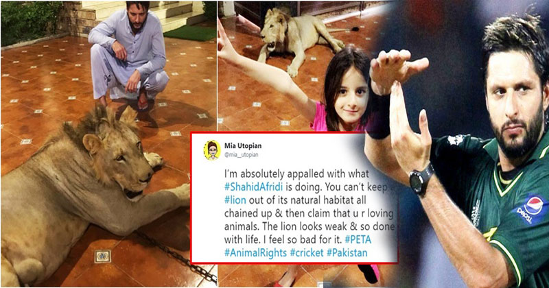 These-Are--Cricket-Player-Afridi's-Daughter's-Playmates
