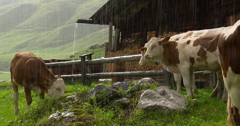 cattle in rain