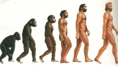 Theory of Evolution