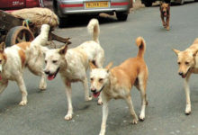 stray dogs