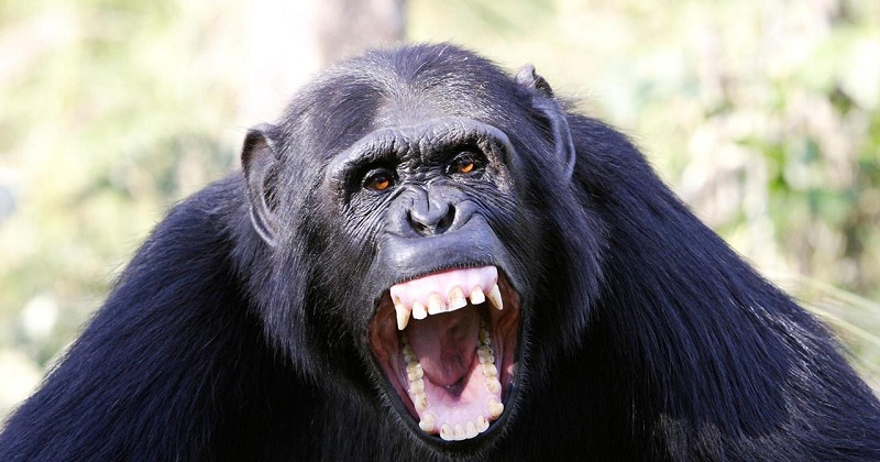 Here's the list of most intelligent animals in the world : See Pics Here's the list of most intelligent animals in the world : See Pics