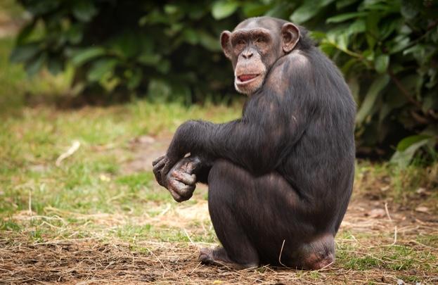 Here's the list of most intelligent animals in the world : See Pics Here's the list of most intelligent animals in the world : See Pics