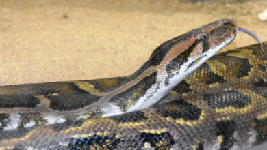 India rock python
