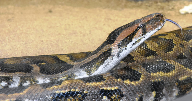 India rock python