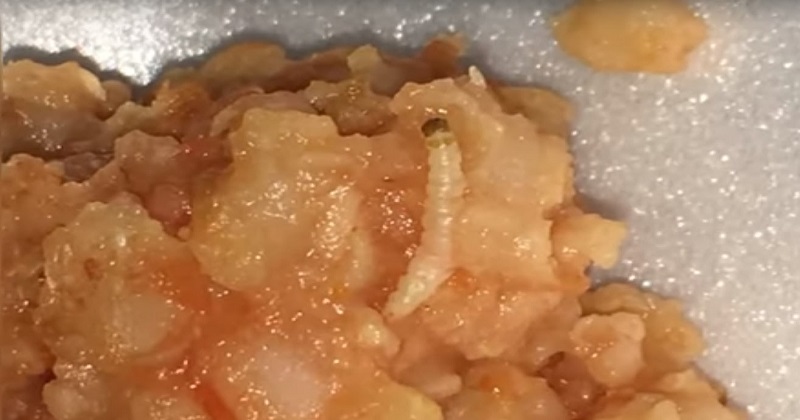 worm in food