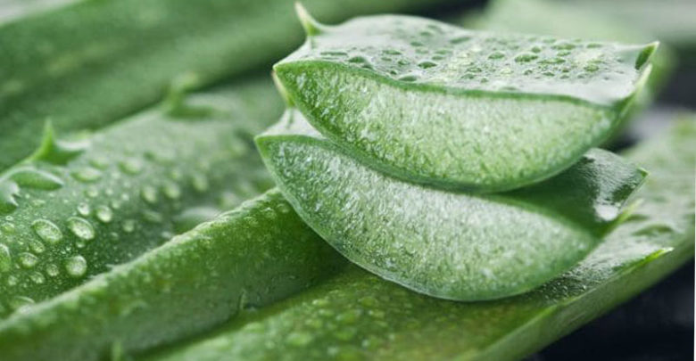 Aloe-Vera